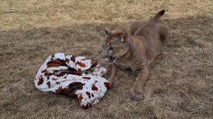 Месси охотится на любимый плед!