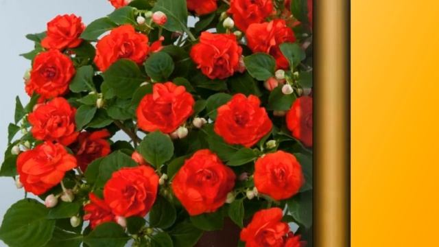 Бальзамин, Ванька мокрый, Огонек(Impatiens) уход и полив