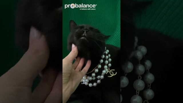 Черная неблагодарность или бомбеец совсем обнаглел #уличныйкот смотреть онлайн