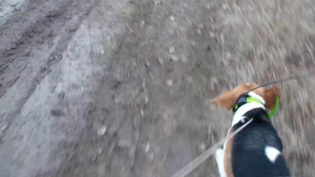 XVII  Орловские состязания гончих 2021 год смотреть онлайн