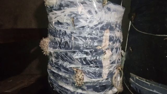 Эксперимент блоки вешенки использую как посадочный материал 4 часть смотреть онлайн