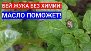 КАК ИЗБАВИТЬСЯ КОЛОРАДСКОГО ЖУКА БЕЗ ОТРАВЫ - МАСЛО ПОМОЖЕТ ! Как избавиться от колорадского жука