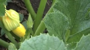 Ранние огурец "Сигурд" и кабачок цукини "Завтрак туриста"