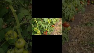 Нада F1Второй оборот.Всегда стабильный и надёжный гибрид.