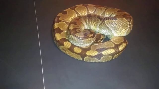 Enchi : Ball Python Morph Monday S1 episode 3