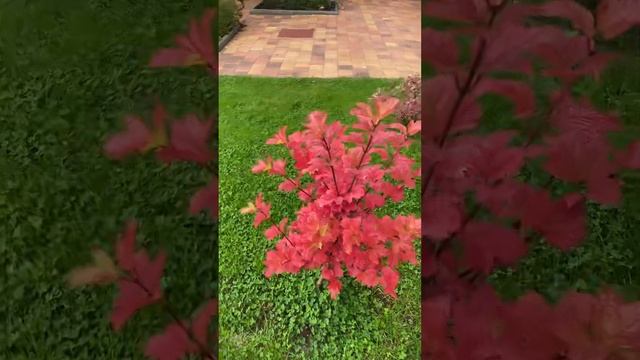 Калина Красная гроздь-это чудо! смотреть онлайн