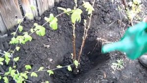 Садим куст черной смородины Титания