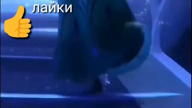 Узбекский прикол смотреть онлайн