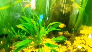 Борзые Мальки / Легкое Разведение / Цихлида-колибри Electric Yellow Сichlid