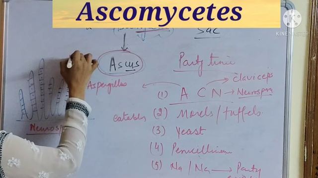 Class -Ascomycetes // Tricks to learn examples // kingdom -fungi | Class 9/ 11 Biology/NEET смотреть онлайн