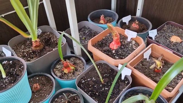 жареное солнце гиппеаструмных джунглей смотреть онлайн