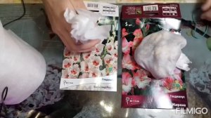 гладиолусы в холодильнике по всем правилам / как я храню луковицы гладиолусов до высадки