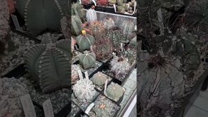 GrowPlant (белое пеностекло для растений) и кактусы!