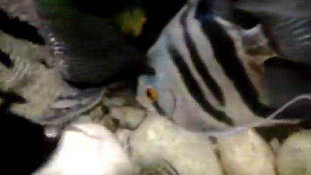 ПОКОРМИЛ С ЦЕЛЬЮ ПРОВЕРИТЬ ЛИЧНЫЙ СОСТАВ ! смотреть онлайн