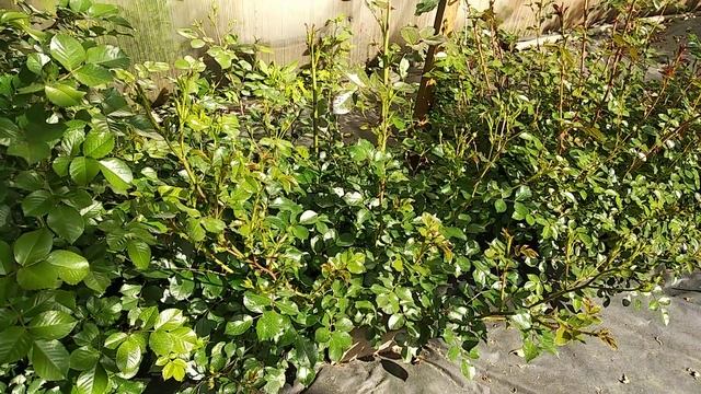 Почвопокровные розы бордюр. Как нарастают. смотреть онлайн