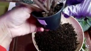 Посадка деток фиалки в БОЛЬШИЕ ГОРШКИ. Можно??? Новый субстрат.