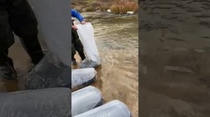 В Карагандинской области провели зарыбление озера Балхаш, реки Шерубай-Нура и других водоемов