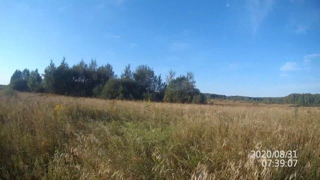 Охота на коростеля с Русским спаниелем 8 Охота со спаниелем.
