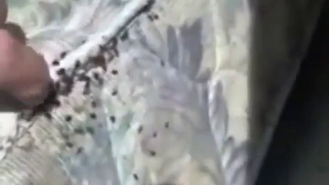 Как обнаружить клопов в квартире смотреть онлайн