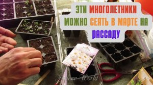 Эти многолетники можно сеять в марте на рассаду.??