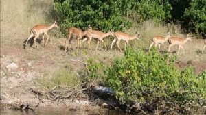 Chobe Safari Lodge Trip | Impala | Chobe National Park