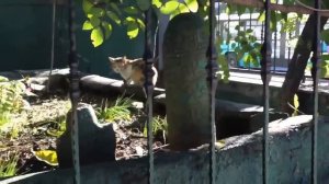 Где похоронен ИБРАГИМ ПАША, заброшенная могила