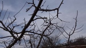 ФЕВРАЛЬ. ЗАПЛОДУШИВАЮЩАЯ ОБРЕЗКА СИЛЬНЫХ ПРИРОСТОВ НА НАКЛОННЫХ ВЕТКАХ.