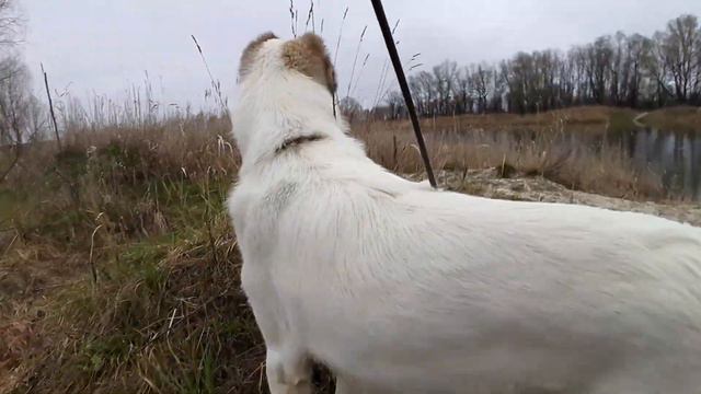 04.04.23 Алабай Булат гуляет на озере смотреть онлайн