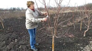 Школа обрезки. Обрезка семечковых культур 3- 4  года и старше.