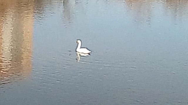 Лебедь на реке Миасс смотреть онлайн