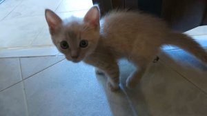 Котенок маленький  обкакался