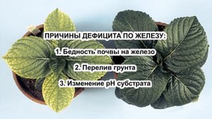 От этого будет ХЛОРОЗ! Причины БЛЕДНЫХ ЛИСТЬЕВ. Физиология хлороза