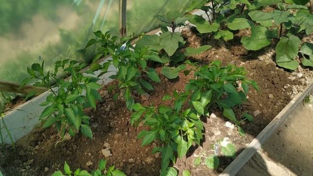 #ДАЧА И ВЫШИВКА ???#РУКОДЕЛЬНЫЙ МАГАЗИН В НАШЕМ ГОРОДЕ #ПОКУПКИ?️ смотреть онлайн