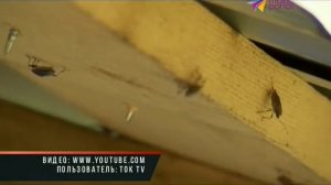 В Сочи реализуется план по борьбе с коричнево-мраморным клопом