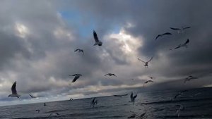 Путешествуй на коляске! Чайки над головой, Балтийское море, Светлогорск 13.01.2021г.