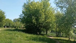 Серебряно-виноградный пруд в Измайлово