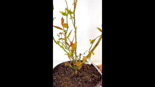 голубика Дюк смотреть онлайн