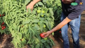 Индетерминантный розовый томат Пинк Кристал F1 от компании «Вильморин».