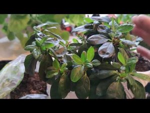 Не выбрасывайте азалию, которая начала сбрасывать листья