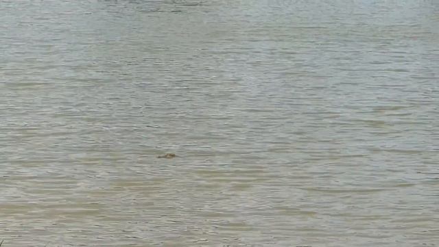 Сафари в Национальном Парке Яла| Yala National Park Safari