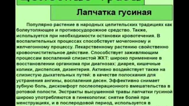 Лапчатка гусиная