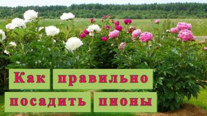 Размножение и Посадка Пионов