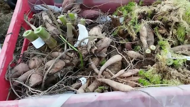 Как подготовить клубни георгин к зимнему хранению смотреть онлайн