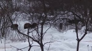 кабаны зимой