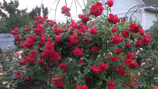 Мои любимые плетистые розы селекции Поульсена смотреть онлайн