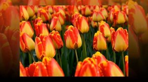 Tulip Banja Luka - The Best Darwin Hybrid Tulips