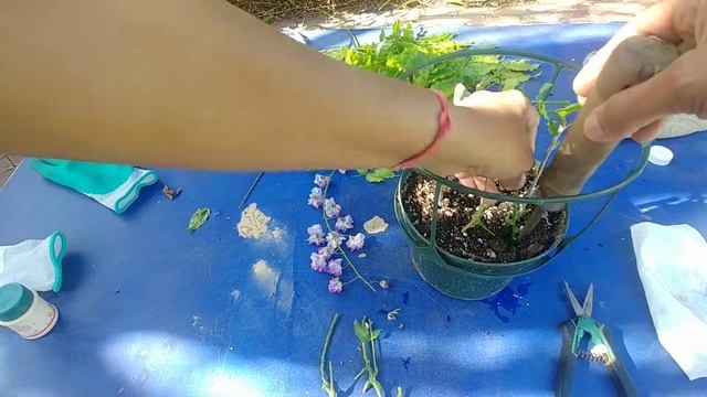 Wisteria propagation from cuttings (with actual results) смотреть онлайн