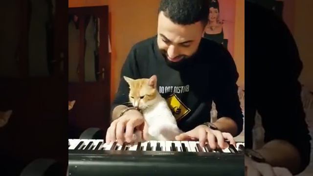 " Концерт фортепиано в 2 руки и 2 лапы кошки! смотреть онлайн