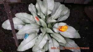 Медуница гибридная Мажести (pulmonaria hybridum) ? обзор: как сажать, рассада медуницы Мажести