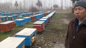 💯 асал Ари бизнеси даромади зор екан 🤔🤔🤔🤔